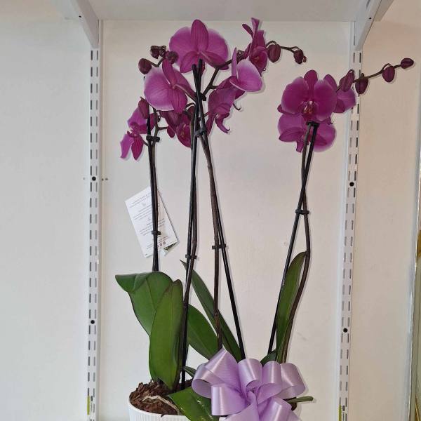 Purple orchid plant in a white pot with a lavender ribbon