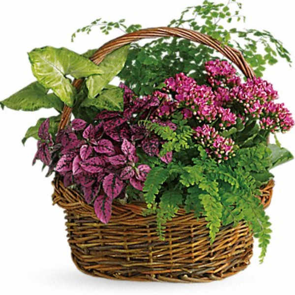 Wicker basket filled with assorted potted plants and pink flowers
