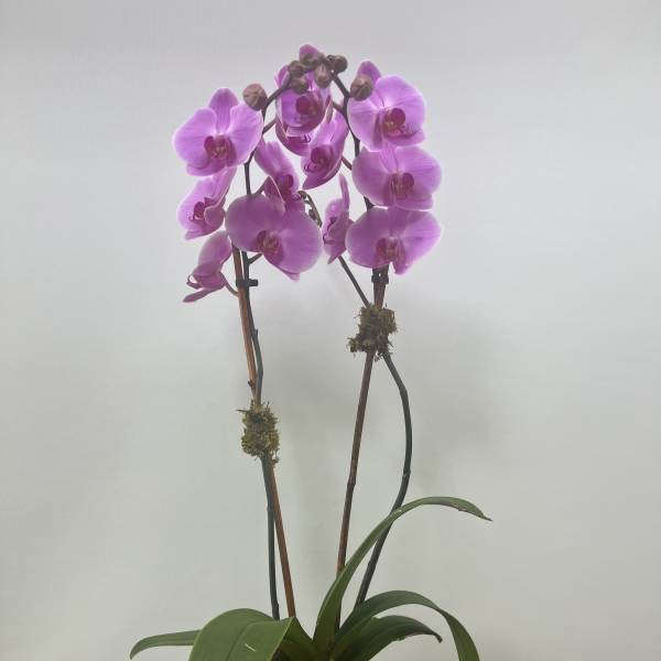 Potted pink orchid with two tall stems in a white ceramic pot
