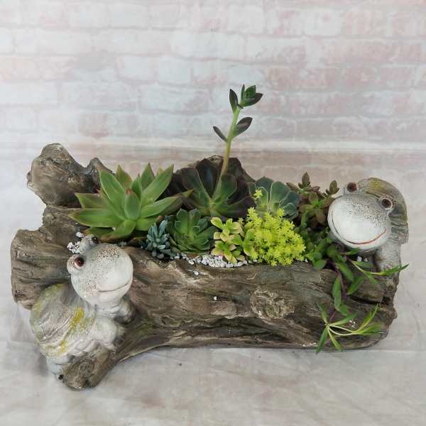 Succulent arrangement in a log-shaped planter with frog figurines
