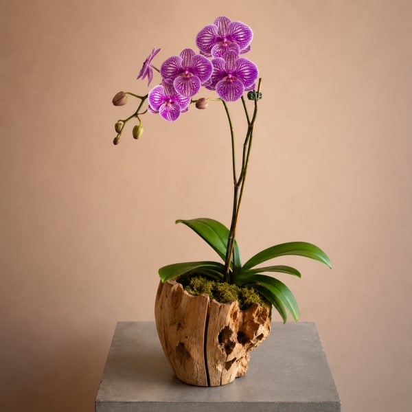 Singola Orchidea (Top Seller)