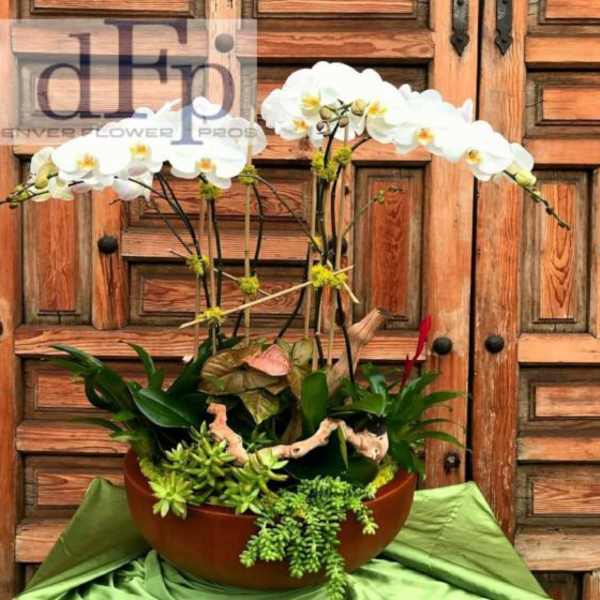 White orchid arrangement in a brown bowl with assorted succulents