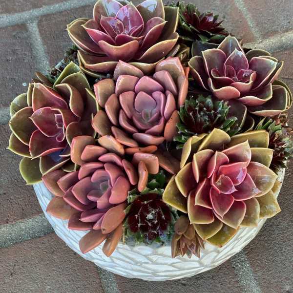 Arrangement of pink and burgundy succulents in a white bowl