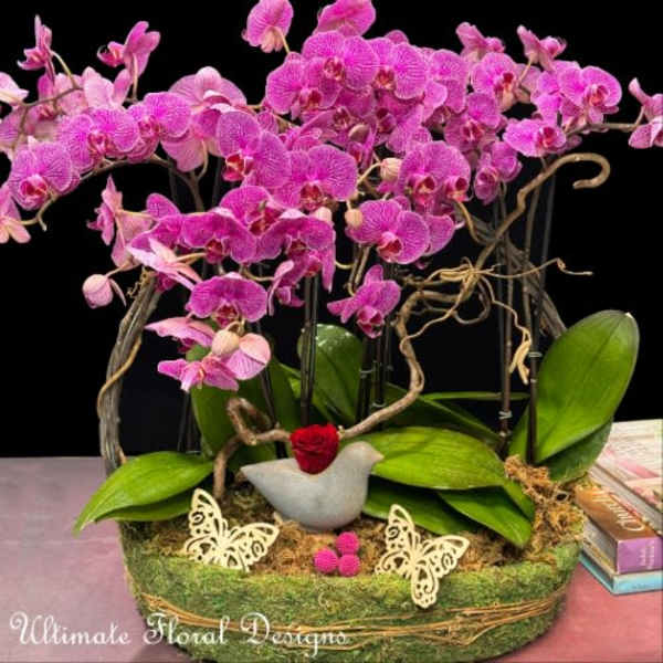 Enchanted Aviary Orchid Display