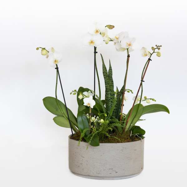 White orchids arranged in a low round planter with green foliage
