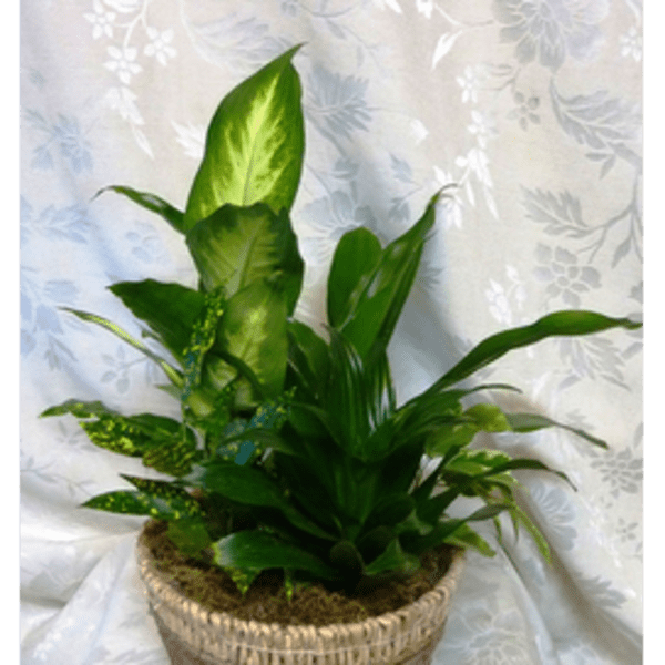 Potted green houseplant in a woven basket planter