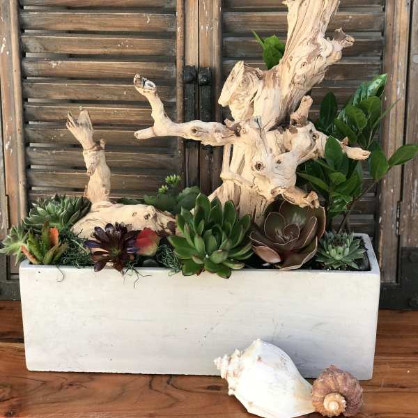Succulent arrangement in a white rectangular planter with driftwood accents