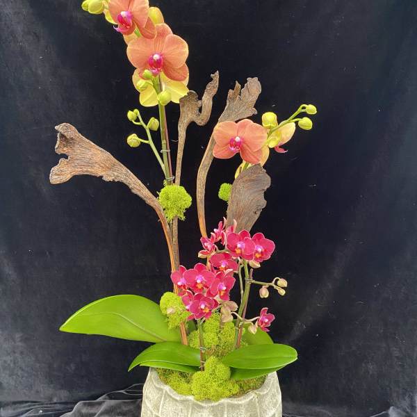 Orchid arrangement in a textured pot with bright green accents