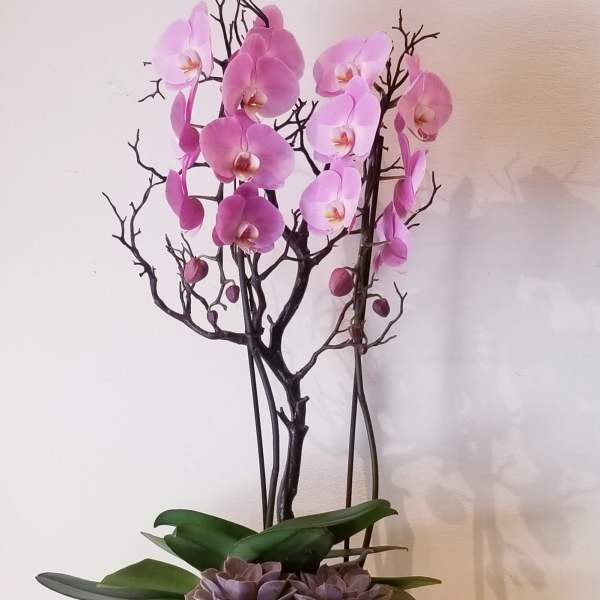 Pink orchids in a white pot with purple succulents