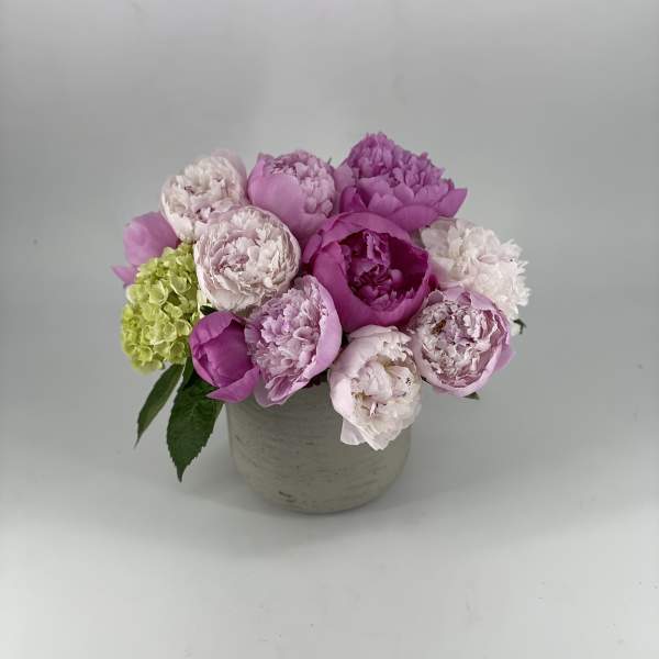Aries Glory