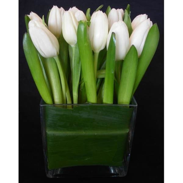 White tulips arranged in a clear square vase