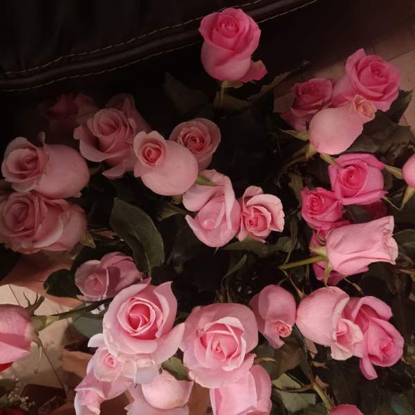 Cluster of pink roses with dark foliage