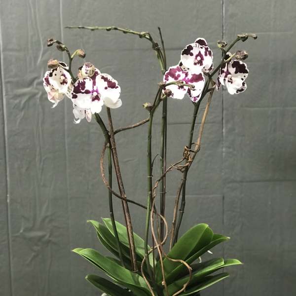 Potted orchid plant with white and magenta-spotted blooms