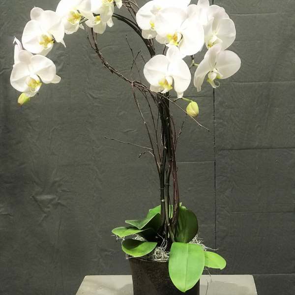 White orchid arrangement in a black pot with green leaves