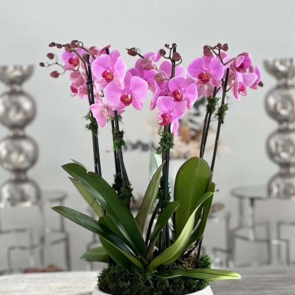 Pink orchids arranged in a white bowl planter