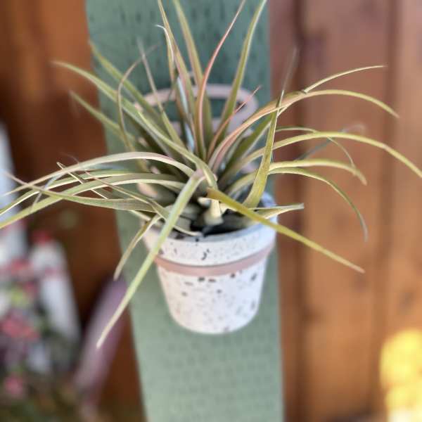 Small potted air plant in a speckled white container
