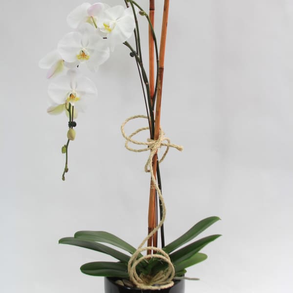 White orchid plant in a black pot with bamboo stakes and rope tie