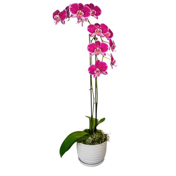 Potted pink orchid plant in a white ceramic pot