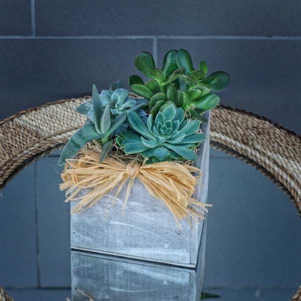 Juicy Succulents