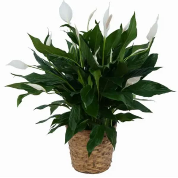 Potted peace lily plant with white blooms in a woven basket