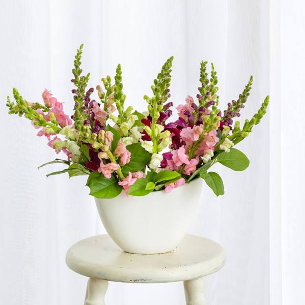 Pink and white snapdragons in a white vase