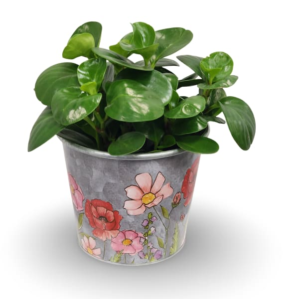 Potted green plant in a floral metal bucket