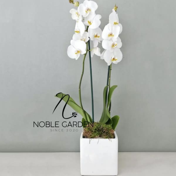 White orchid plant in a square white pot