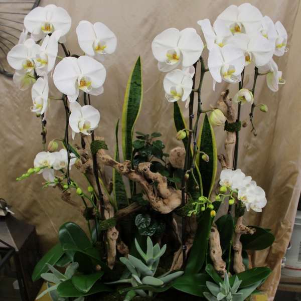 White orchids arranged in a wooden planter with succulents and driftwood