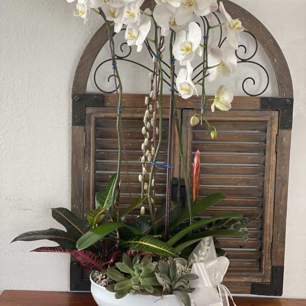 White orchids in a white bowl with succulents and a ribbon bow