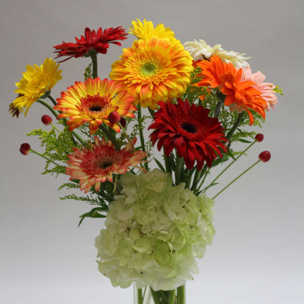 Colorful gerbera daisies in a tall glass vase with pale hydrangea