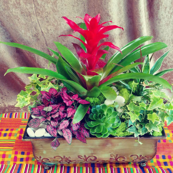 Tropical plant arrangement in a rectangular wooden planter with red bromeliad and succulents