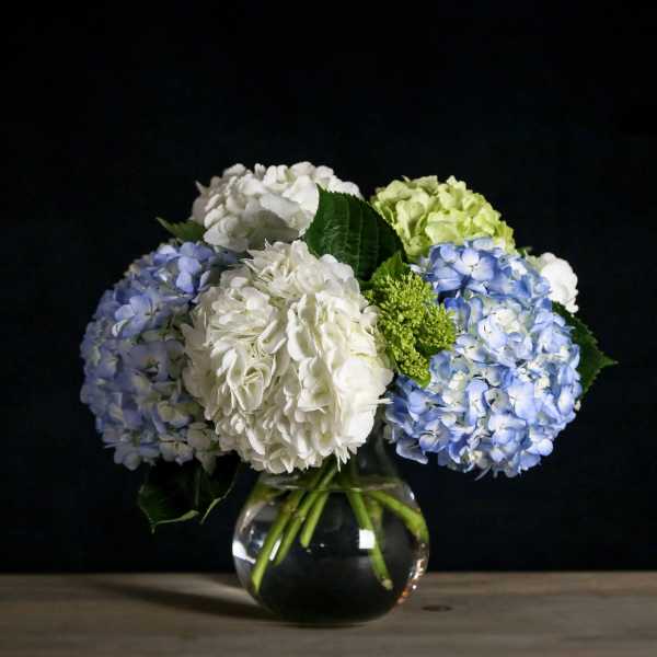 White, blue, and green hydrangea arrangement in a clear round glass vase