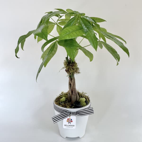 Potted money tree plant in a white container with a striped ribbon