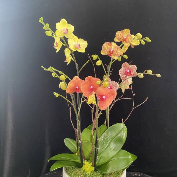 Potted orchid arrangement with yellow and orange blooms in a white container
