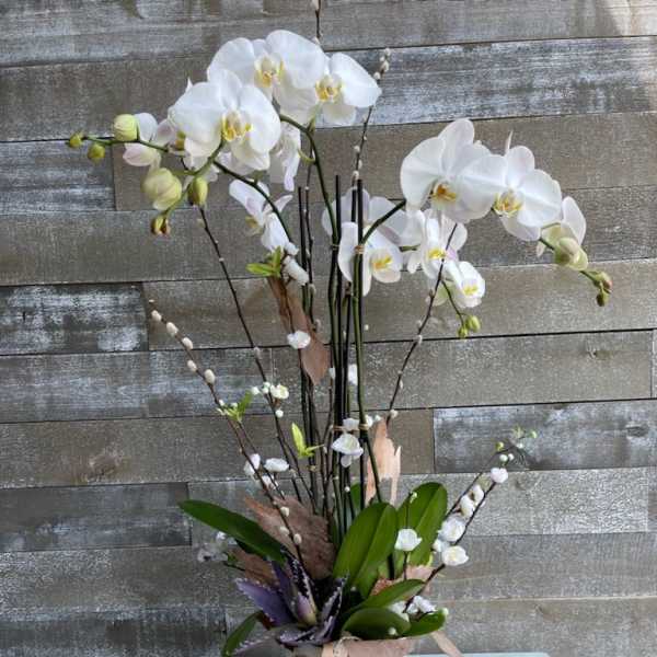 White orchid arrangement in a white textured pot