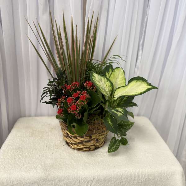 Basket arrangement with red blooms and variegated foliage