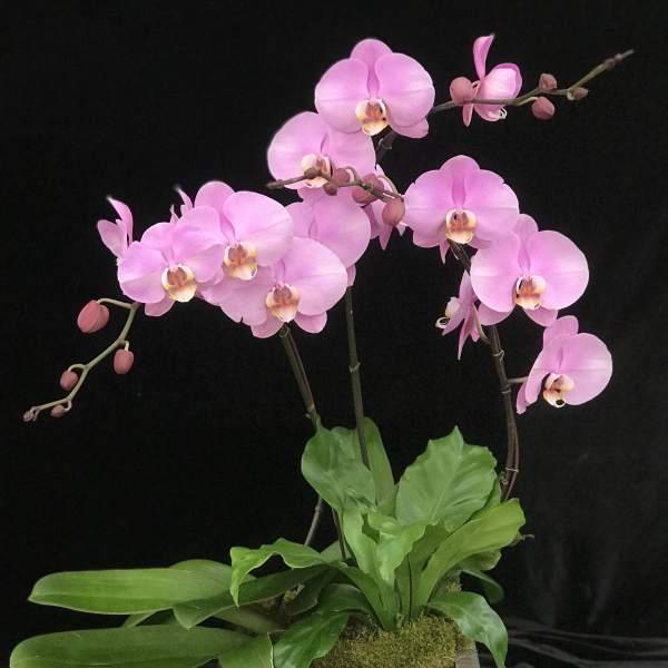 Pink orchids in a gray planter with green foliage