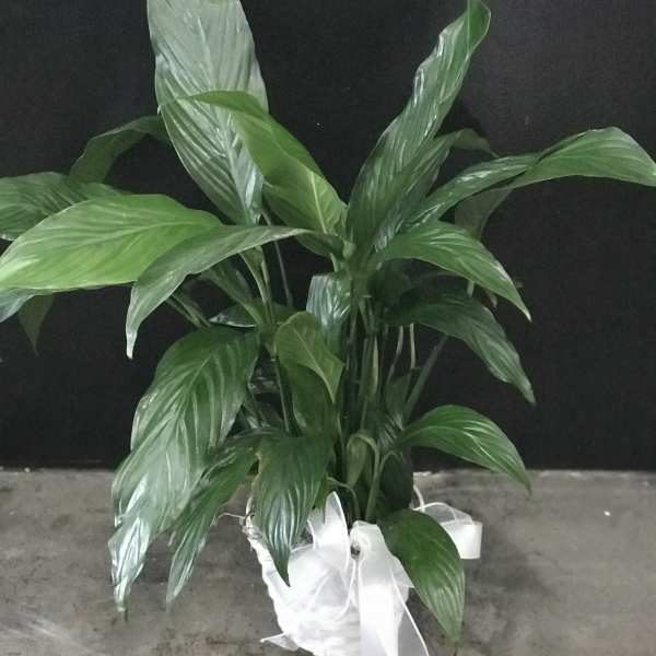 Potted green houseplant with broad glossy leaves and a white ribbon