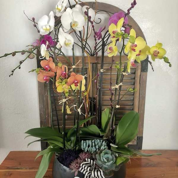 Orchid arrangement in a black bowl with succulents and a striped ribbon