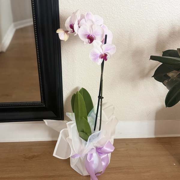 Elegant Phalaenopsis Orchid