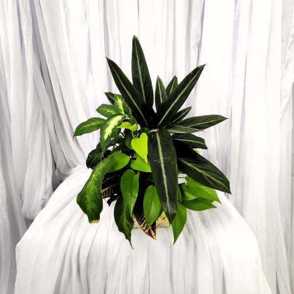 Potted tropical plant with dark striped leaves and bright green foliage