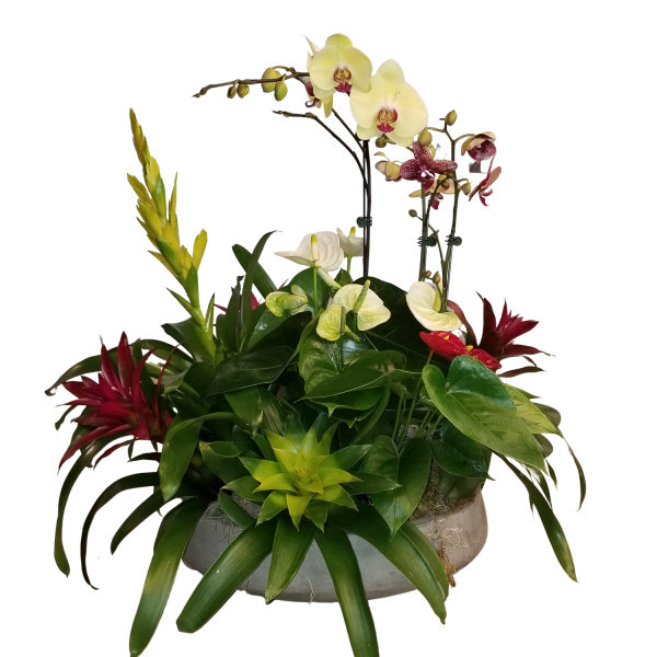 Large Indoor Tropical planter