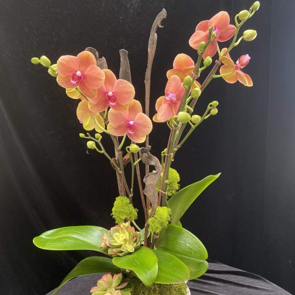 Orange orchids in a white pot with succulents and moss