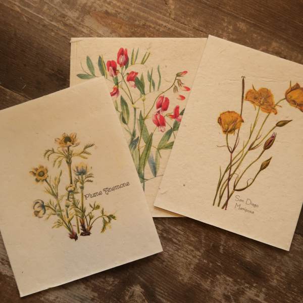 Set of three cream-colored botanical greeting cards with illustrated red, yellow, and white wildflowers on a wood surface