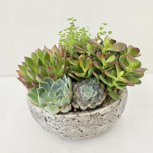 Medium Succulent Garden