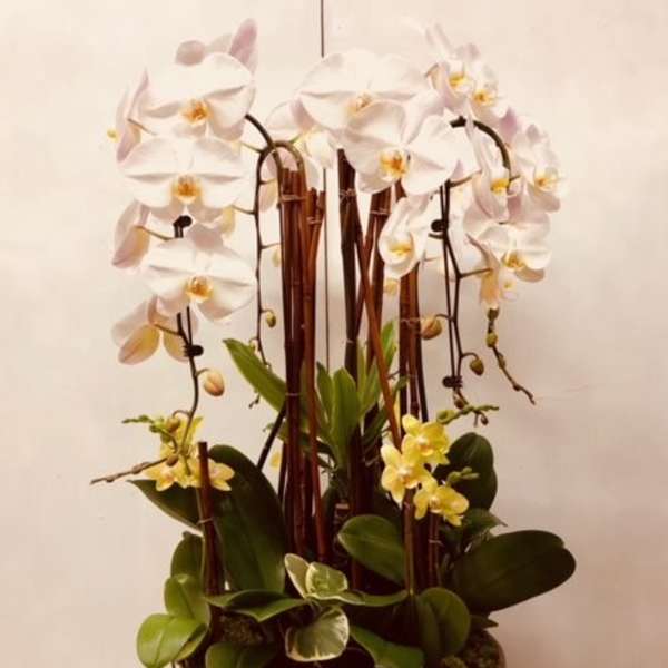 White orchid arrangement in a dark vase with broad green leaves