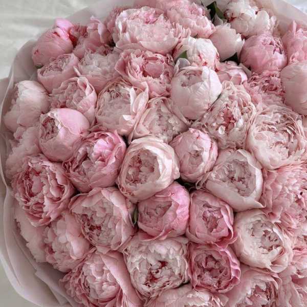 Dusty Pink Peony Bouquet – 39 Stems Premium Edition