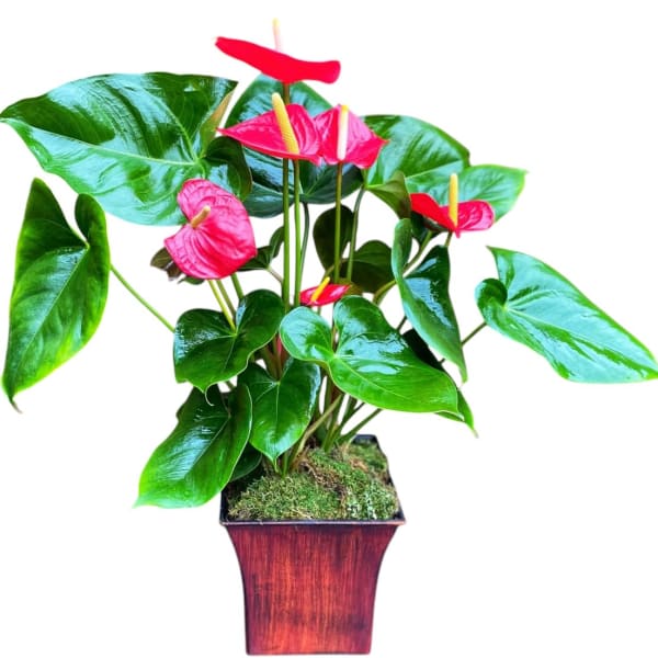 Pink anthuriums in a square wooden planter