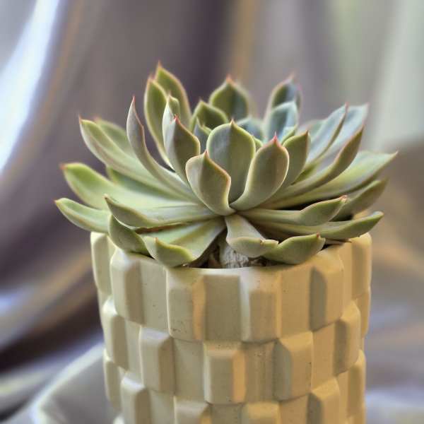 Succulent in a cream textured ceramic pot