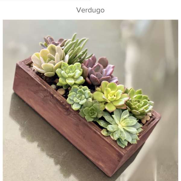Succulent arrangement in a rectangular wooden planter